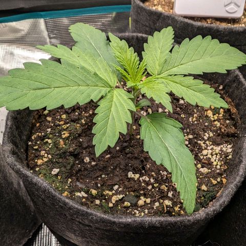 Bruce growlog photo: So wie es aussieht, bekommt einer von den kleinen neue Wurzeln 👍🏼