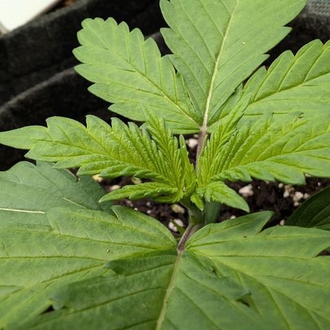 Bruce growlog photo: So wie es aussieht, bekommt einer von den kleinen neue Wurzeln 👍🏼