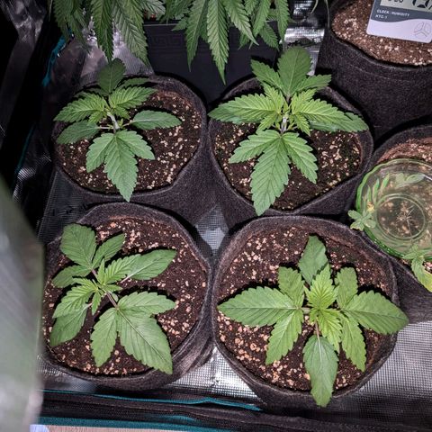 Bruce growlog timeline photo