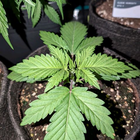 Bruce growlog timeline photo