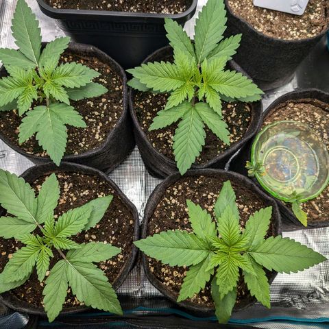 Bruce growlog timeline photo