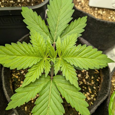 Bruce growlog timeline photo