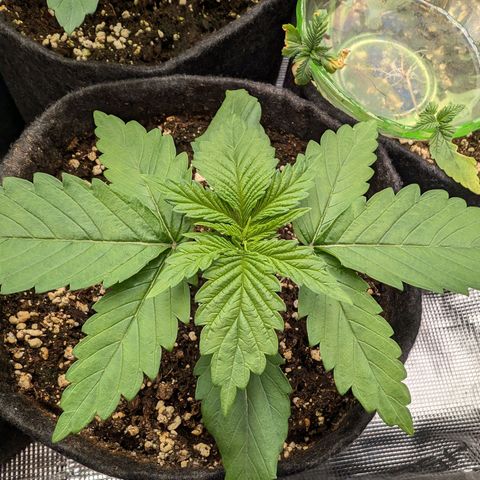Bruce growlog timeline photo