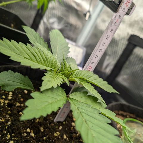 Bruce growlog timeline photo