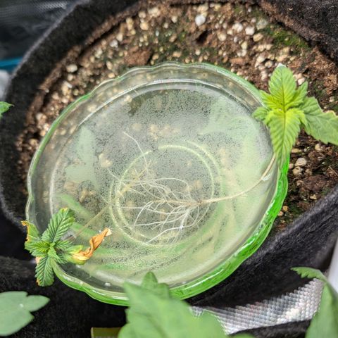 Bruce growlog timeline photo