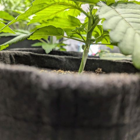 Bruce growlog timeline photo