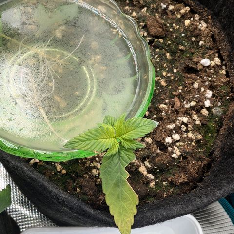 Bruce growlog timeline photo