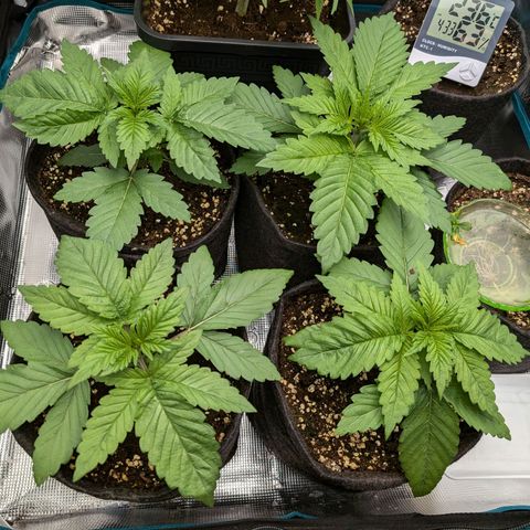 Bruce growlog timeline photo