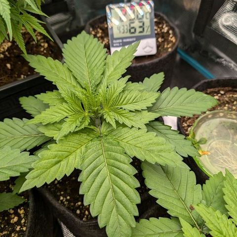 Bruce growlog timeline photo