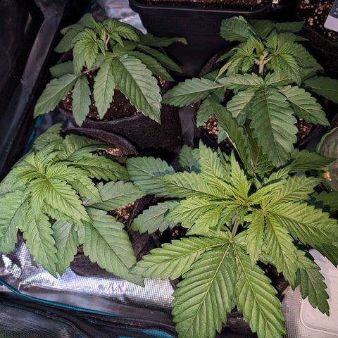 Bruce growlog photo: Nach am schlafen 