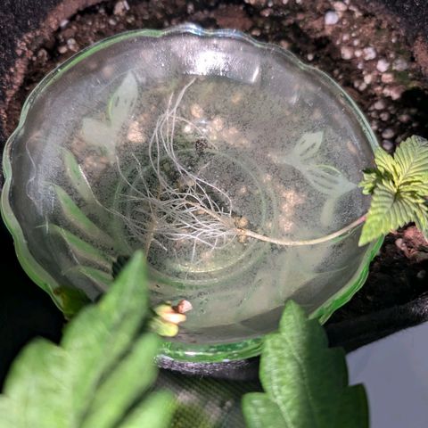 Bruce growlog photo: Nach am schlafen 