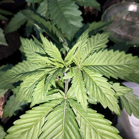 Bruce growlog photo: Nach am schlafen 