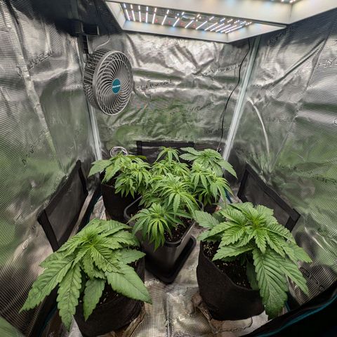 Bruce growlog timeline photo