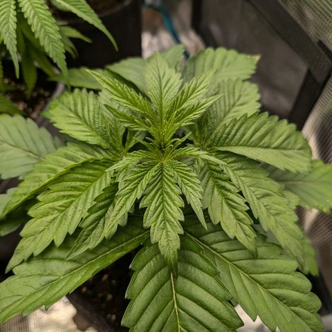 Bruce growlog timeline photo