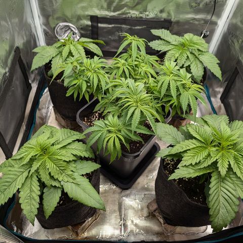 Bruce growlog timeline photo