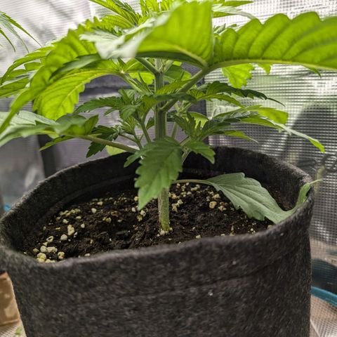 Bruce growlog timeline photo