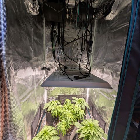 Bruce growlog timeline photo