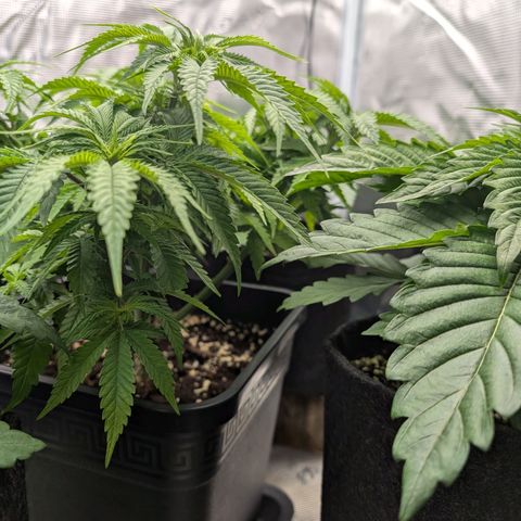 Bruce growlog timeline photo