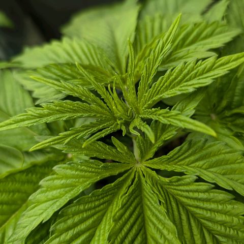 Bruce growlog timeline photo