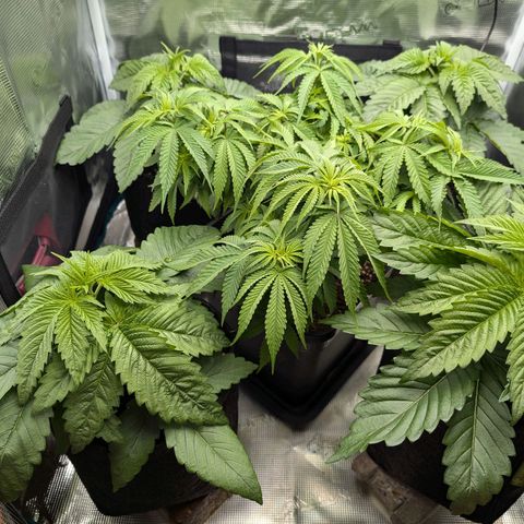 Bruce growlog timeline photo