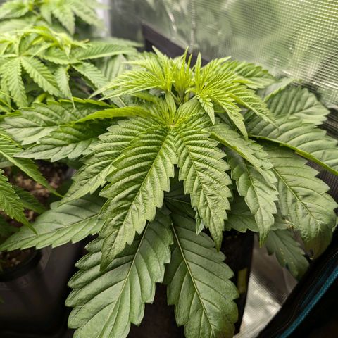 Bruce growlog timeline photo