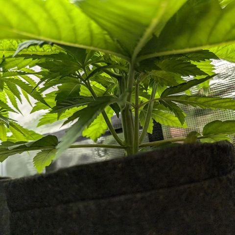 Bruce growlog timeline photo