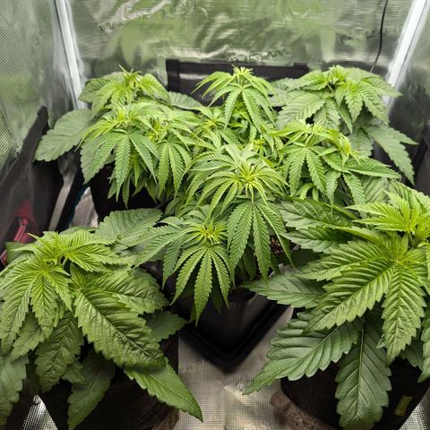 Bruce growlog timeline photo