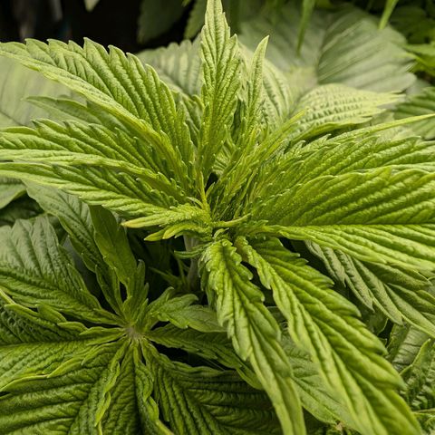 Bruce growlog timeline photo