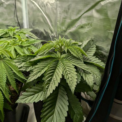 Bruce growlog timeline photo