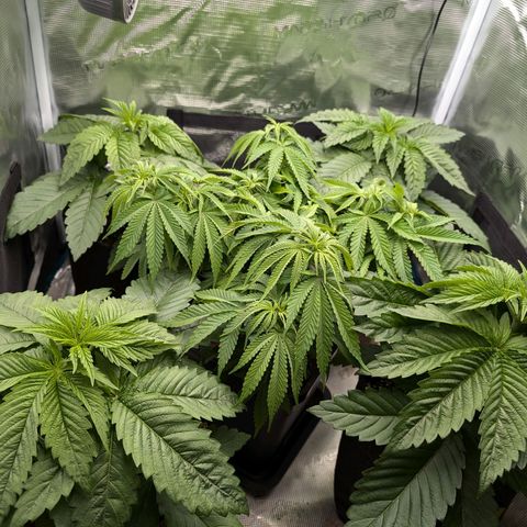 Bruce growlog timeline photo