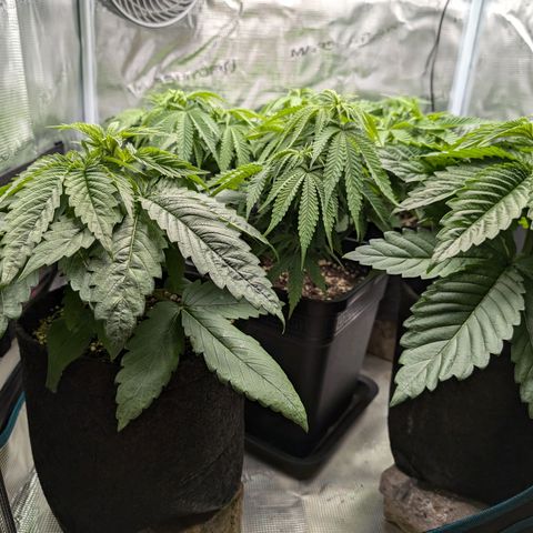 Bruce growlog timeline photo