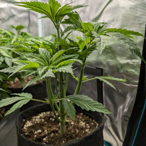 Bruce growlog photo: Heute die kleinen das erste Mal entlaubt.
