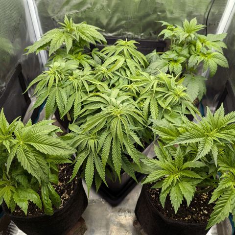 Bruce growlog photo: Heute die kleinen das erste Mal entlaubt.
