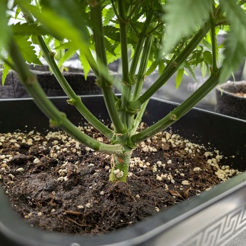 Bruce growlog photo: Heute die kleinen das erste Mal entlaubt.
