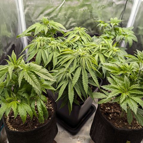 Bruce growlog photo: Heute die kleinen das erste Mal entlaubt.
