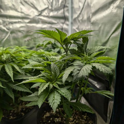 Bruce growlog timeline photo