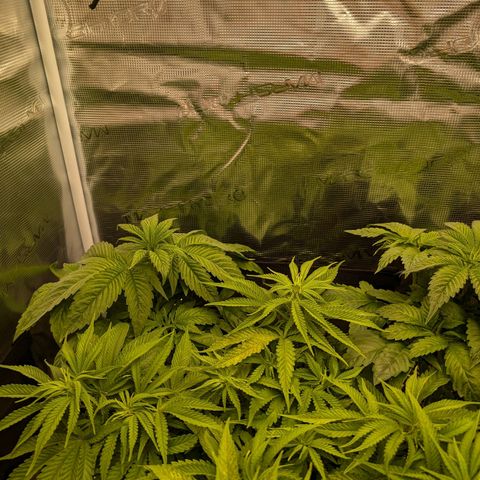 Bruce growlog timeline photo