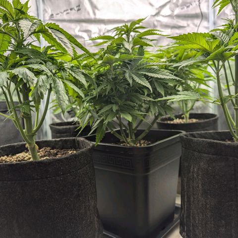 Bruce growlog timeline photo