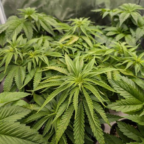 Bruce growlog timeline photo