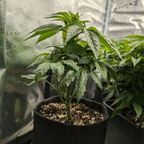 Bruce growlog timeline photo
