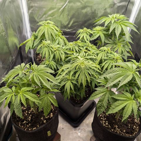 Bruce growlog timeline photo