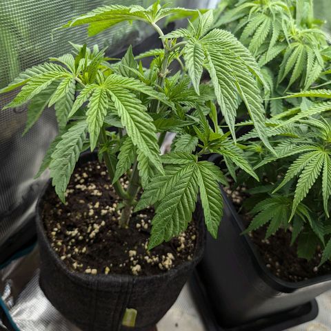Bruce growlog timeline photo