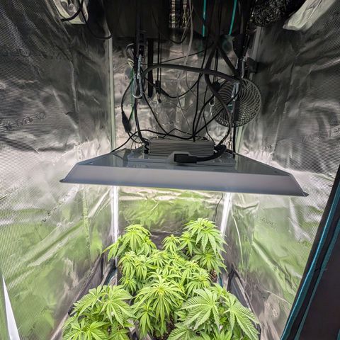 Bruce growlog timeline photo