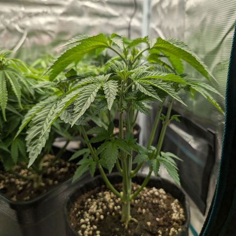 Bruce growlog timeline photo