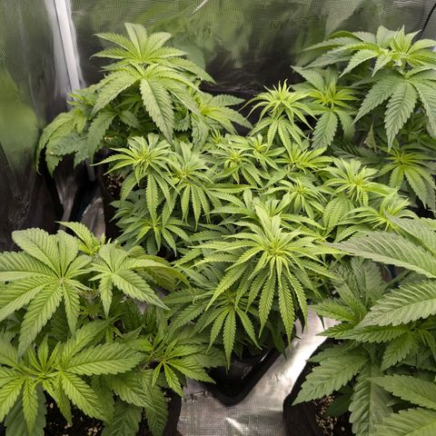 Bruce growlog timeline photo