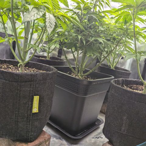 Bruce growlog timeline photo
