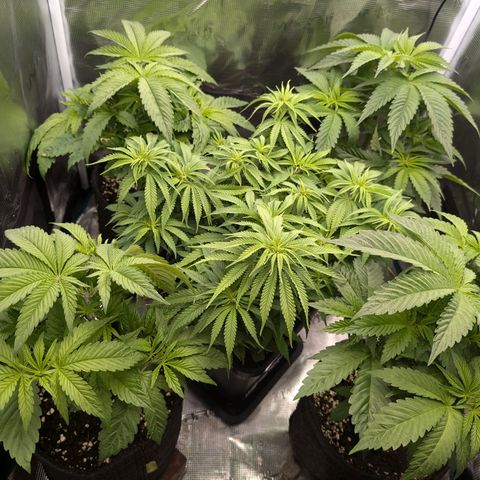 Bruce growlog timeline photo