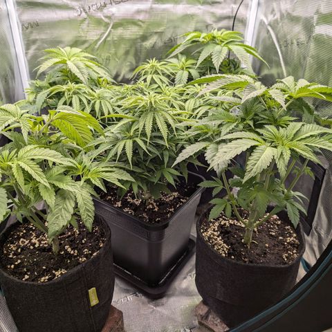 Bruce growlog timeline photo