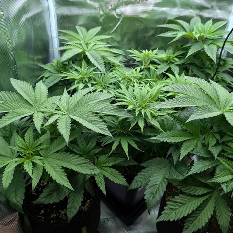 Bruce growlog timeline photo