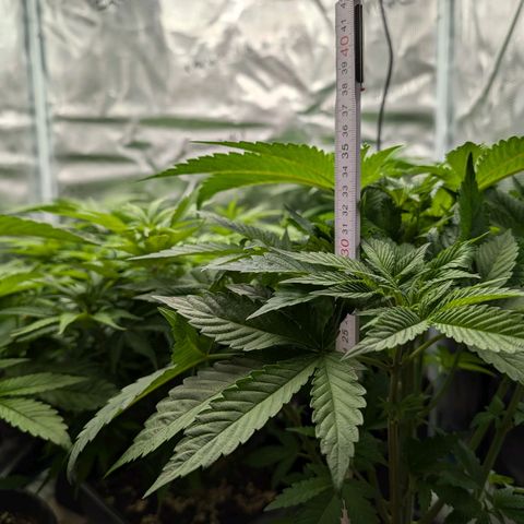 Bruce growlog timeline photo